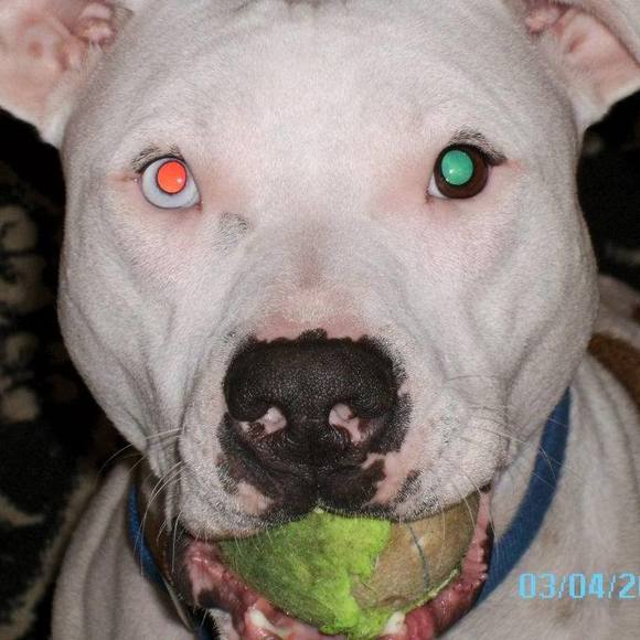 Yvonne - Picture 1 of 1